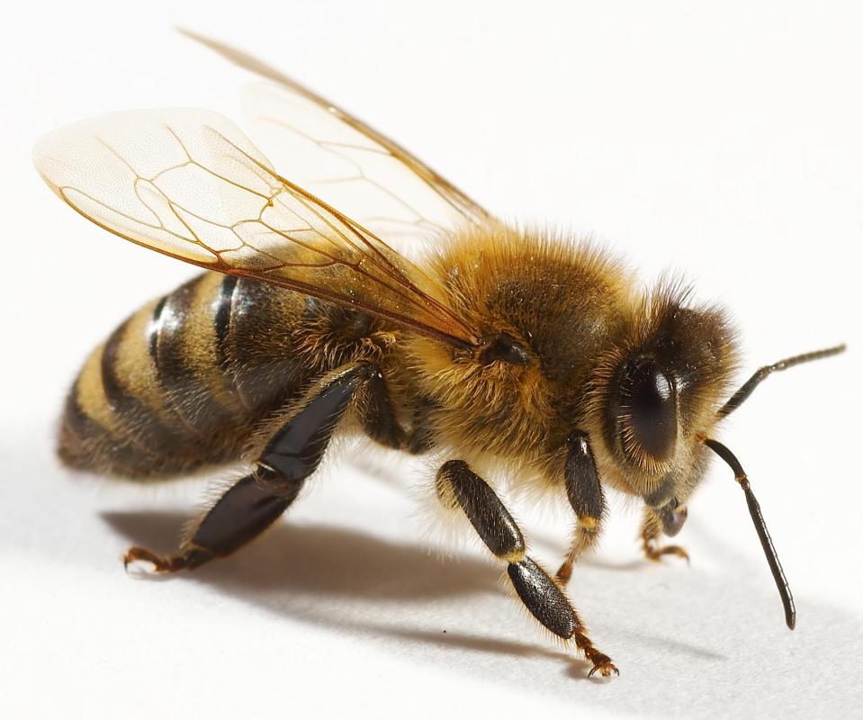 Bee.