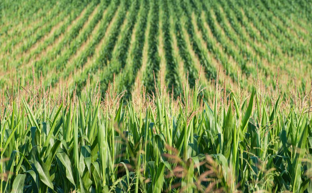 Corn crops may be planted strictly for the purpose of biofuel technology.