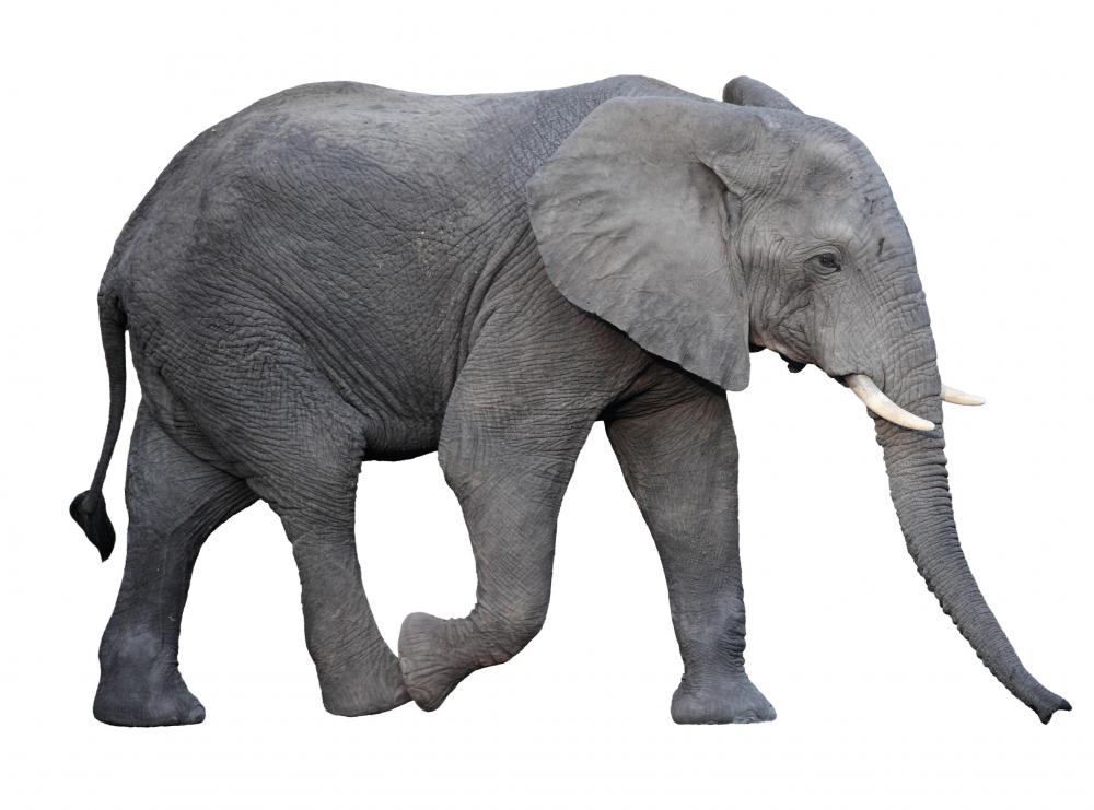 Elephants communicate with infrasound.