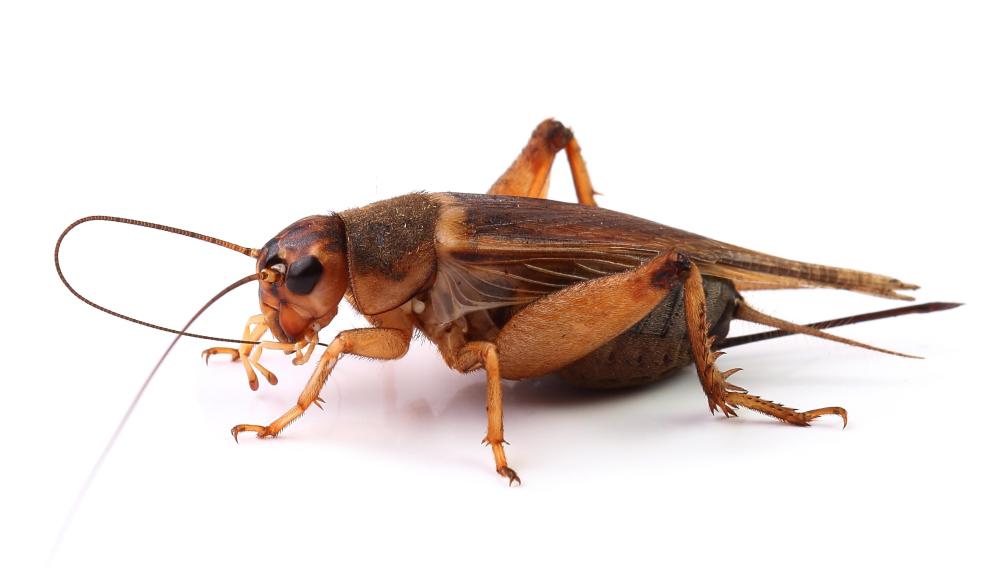 The class Hexapoda include crickets and grasshoppers.