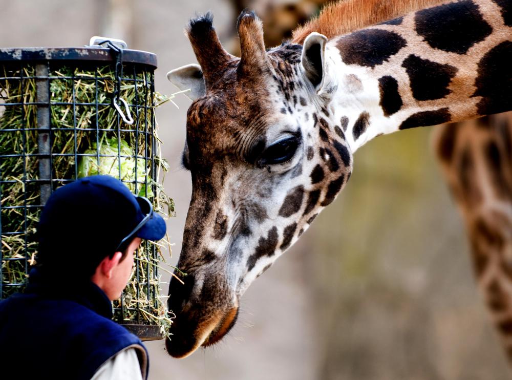 Zoos may set up webcams so guests can check in on their favorite animals from home.