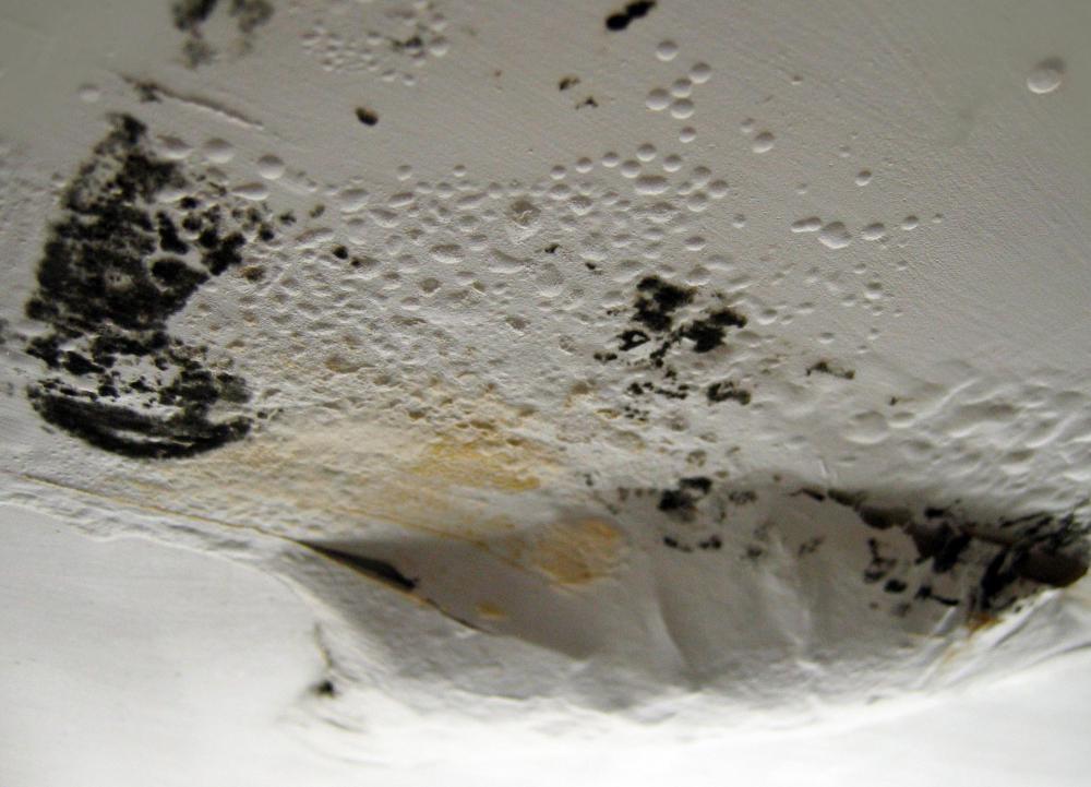 Air purifiers can help remove mold spores from a home.