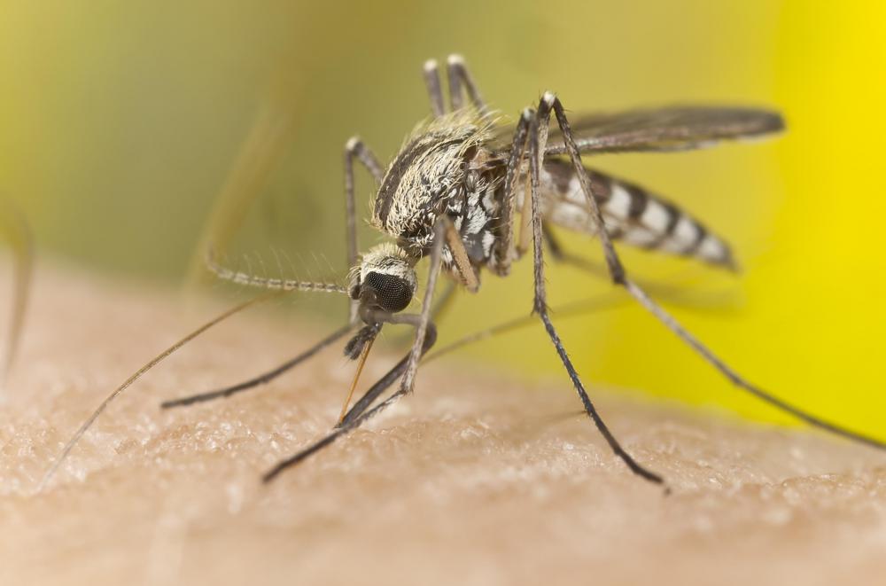 The Mosquito Teen Repeller uses ultrasonic frequencies to drive away pests.