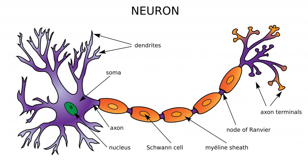 Neural networks are made up of thousands or millions of individual neurons.