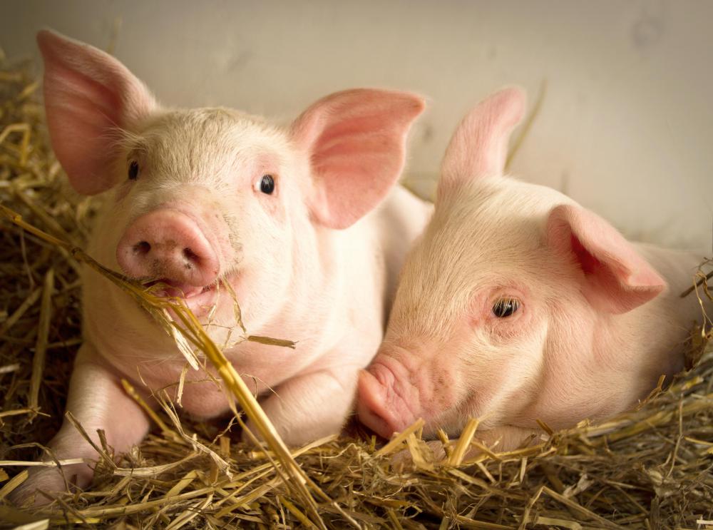 Some livestock are microchiped in case they escape.