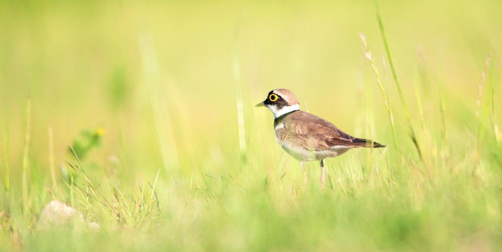 Moblogs may be useful for bloggers in the outdoors, such as birders who take pictures of birds in the wild.