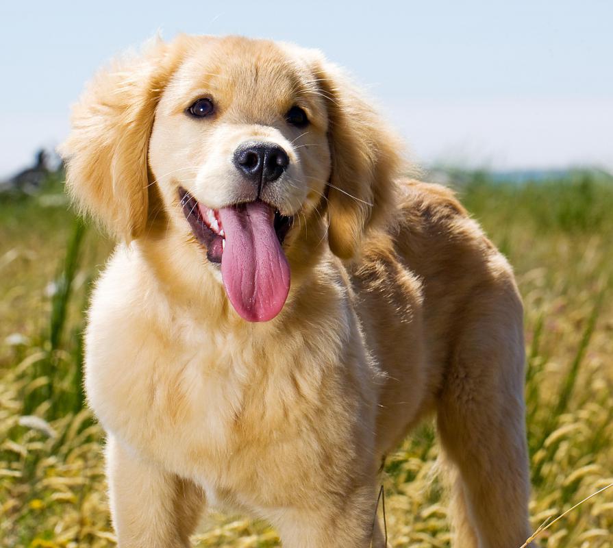 Digital scrapbooks might feature a person's pets.