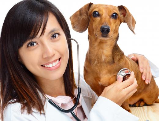 Veterinarians may be able to microchip pets to make them easier to find if lost.