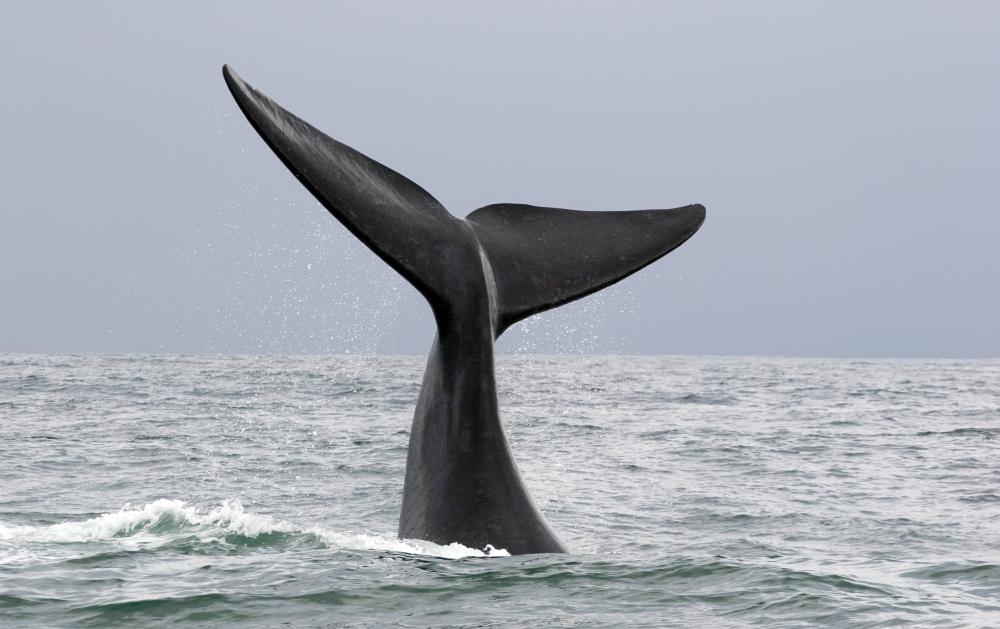 Numerous animals, including whales, use infrasound to communicate.