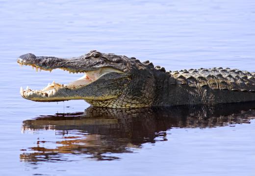 Alligators use infrasound.