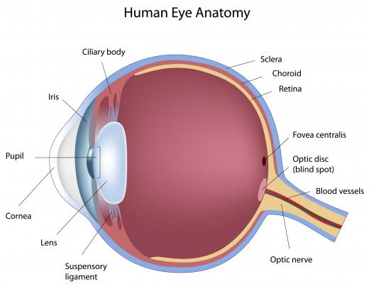 Anatomy of the human eye.