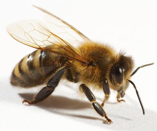 Bee.