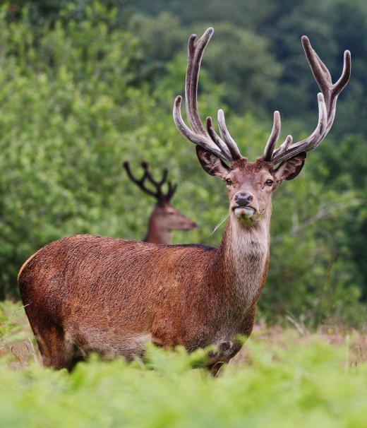 When selecting a rifle scope, it is important to consider the type of animal being hunted and the terrain.