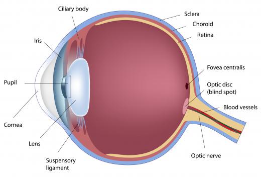 The retina of the eye can be scanned in biometrics.