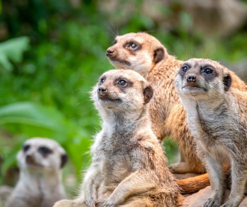 A group of meerkats like this one was "infiltrated" by an animatronic meerkat to film close-up footage for the BBC nature series "Spy in the Wild."