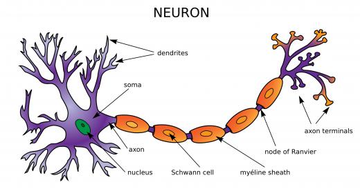 Neural networks are made up of thousands or millions of individual neurons.