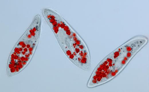 Three paramecia are seen under a microscope.