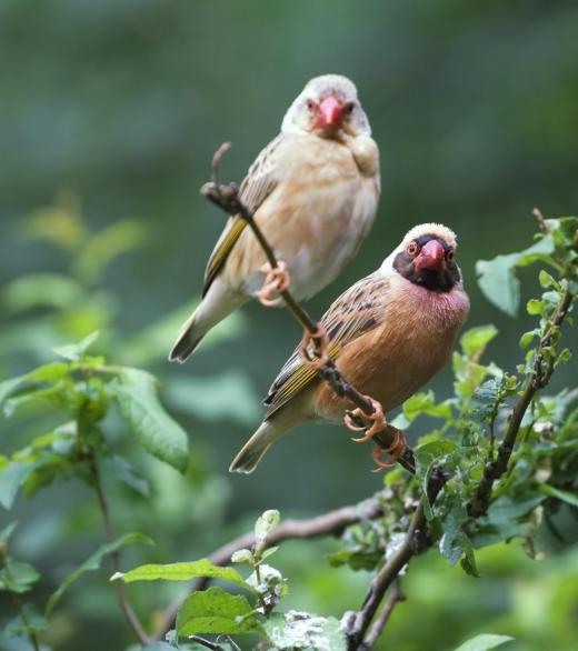 Two birds in a backyard.