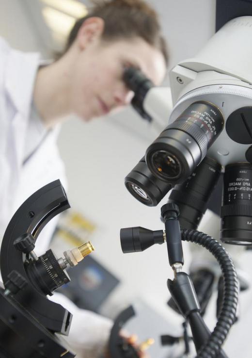 Stereoscopic microscopes provide a 3D image of their subjects.