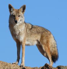 如何选择最好的 Varmint 步枪瞄准镜？ （附图片）