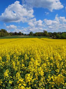 生物燃料技术有哪些不同类型？
