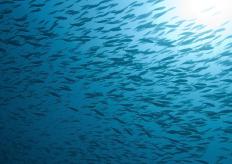 什么是回声测深仪？ （附图片）