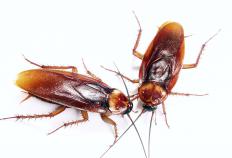 什么是六足位移台？ （附图片）